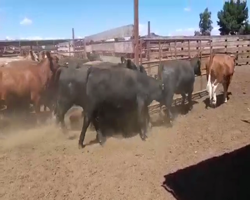 Lote 25 Vaquilla Gorda en Los Ángeles, VIII Región Biobío