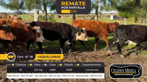 Lote 16 Vaquillonas  en Canelones