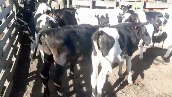 Lote (Vendido)8 Terneros HOLANDO a remate en Pantalla Camy Mayo - Desde La Cuenca 110kg - , San José
