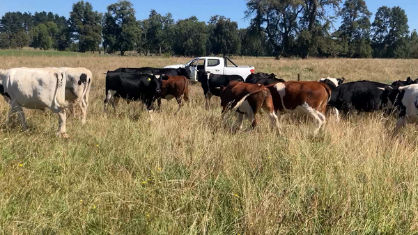 Lote 45 Novillo Gordo en Osorno, X Región Los Lagos