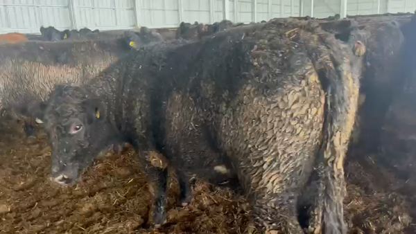 Lote 45 Novillo Gordo en Llanquihue, X Región Los Lagos