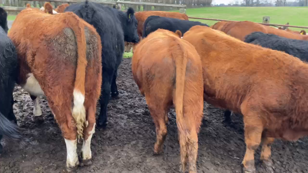 Lote 30 Novillo Engorda en Río Bueno, XIV Región Los Ríos
