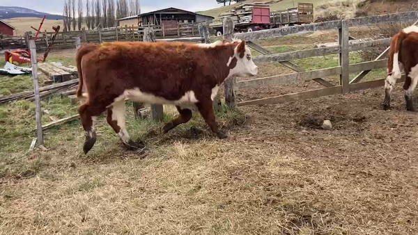 Lote 25 Novillo Engorda en Coyhaique, XI Región Aysén