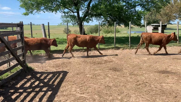 Lote 279 Terneras en Buena Vista, Cerro Largo