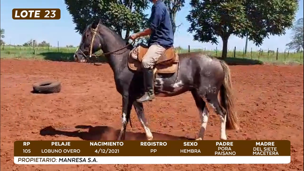 Lote LOTE 23- CAMPO