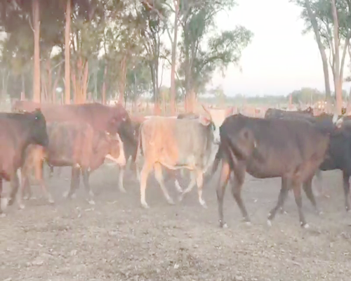 Lote 35 Vacas en Quimilí, Santiago del Estero