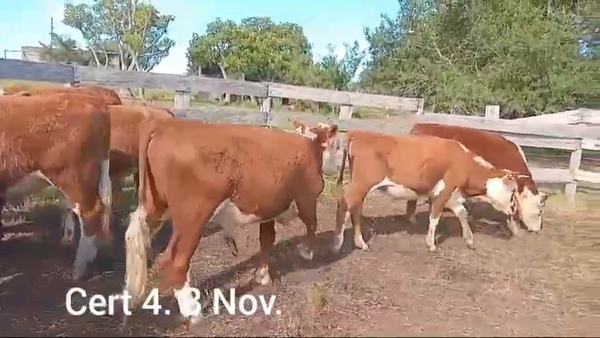 Lote NOVILLOS DE 1 A 2