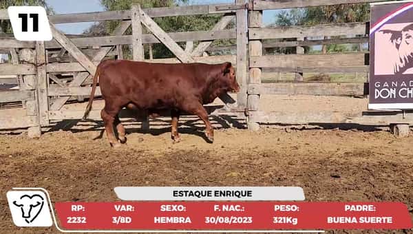 Lote LOTE 11
