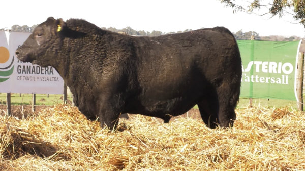 Lote TOROS PUROS DE PEDIGREE