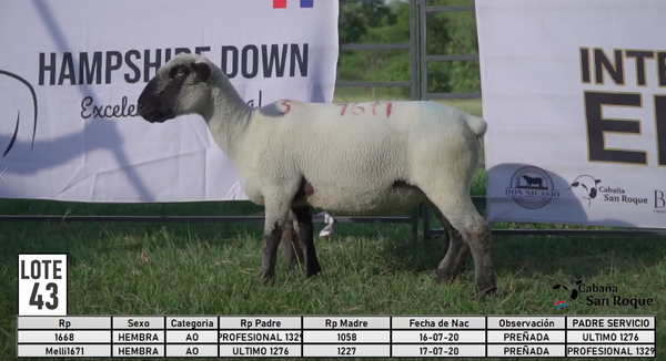 Lote LOTE 43