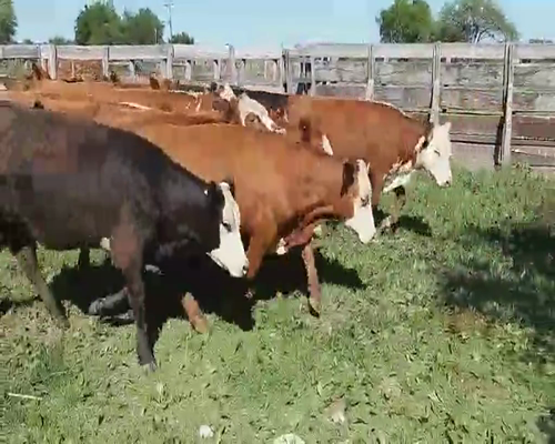 Lote 100 Novillitos y vaquillonas en Villaguay, Entre Ríos