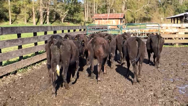 Lote 15 Ternera en Puyehue, X Región Los Lagos