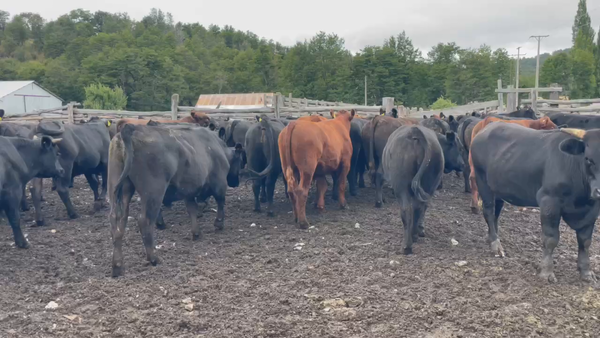 Lote 50 Novillo Engorda en Coyhaique, XI Región Aysén