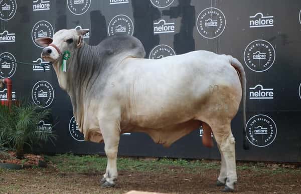 Lote Nelore a Bozal Expo Internacional 2022 RP 2320- Lote 8
