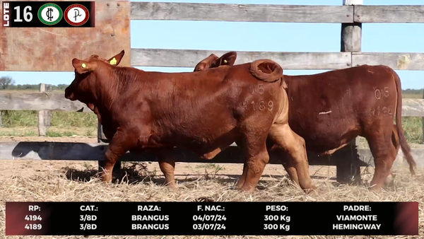 Lote LOTE 16