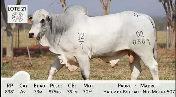 Lote LOTE 21