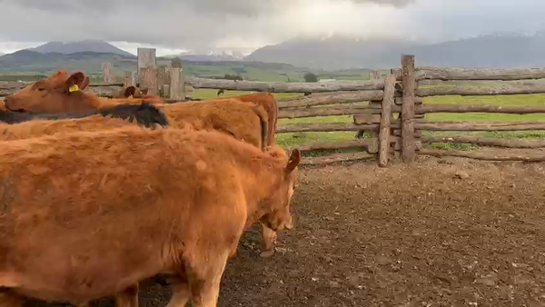 Lote 16 Novillo Engorda en Coyhaique, XI Región Aysén