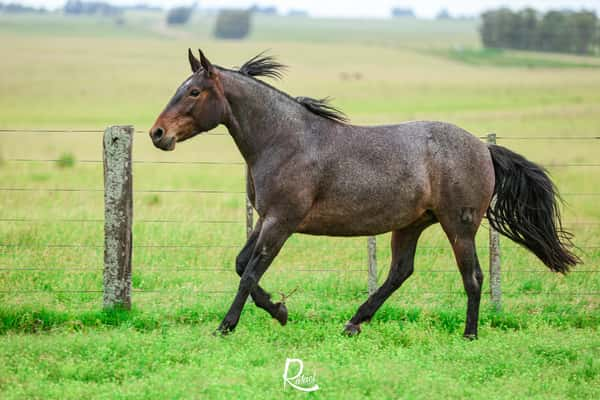 Lote Aguil La Ceferina