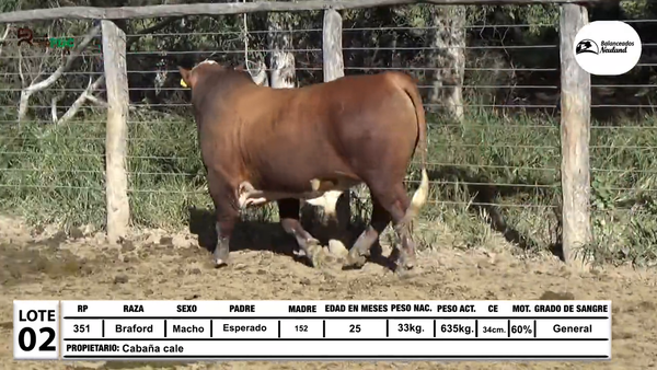 Lote Toros Braford a remate en Sábado 5 de Julio - Gran Remate de Reproductores PDC, Loma Plata
