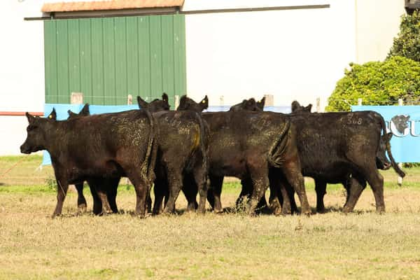 Lote CABAÑA “COEMBOTÁ” de Calderón: 10 VAQUILLAS MAS PREÑADAS