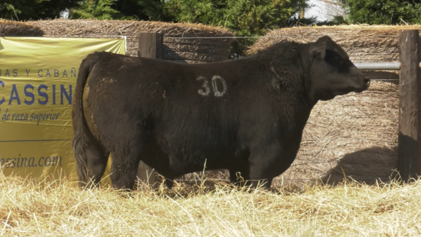 Lote TOROS ANGUS PURO CONTROLADO