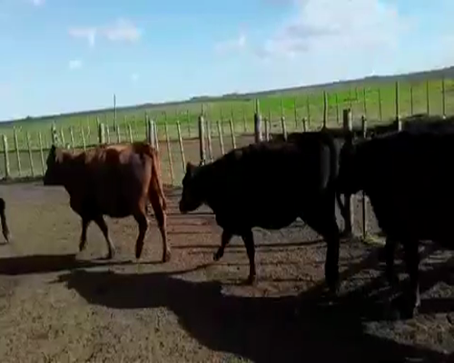 Lote 49 Vacas de invernar de 380Kg en Pila, Buenos Aires