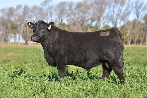 Lote 2 Toros PC