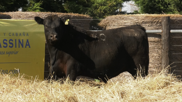 Lote TOROS ANGUS PURO CONTROLADO