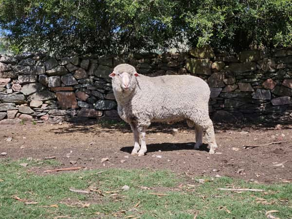 Lote Carneros a remate en Subasta Online - Nambi Guasu, Lavalleja