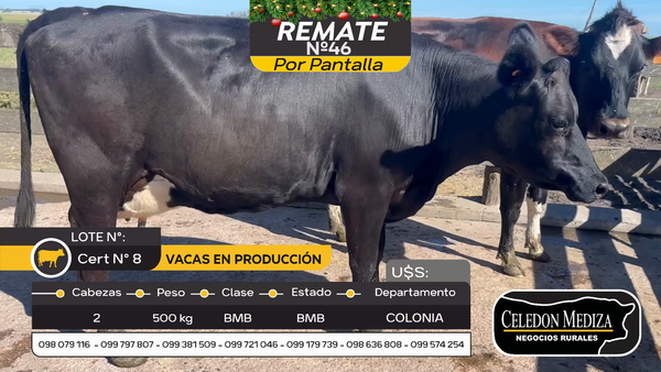 Lote 2 Vacas preñadas en Ombúes Lavalle, Colonia