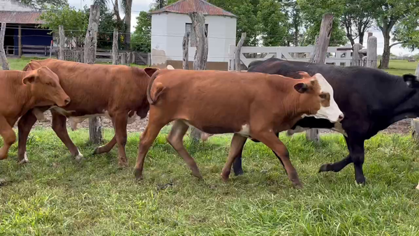 Lote 70 Terneros/as en Mercedes, Corrientes