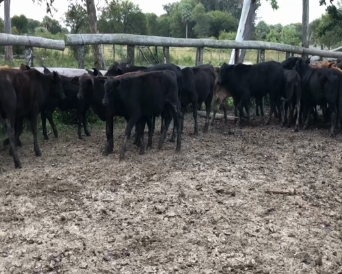 Lote 75 Terneros en Formosa, Formosa