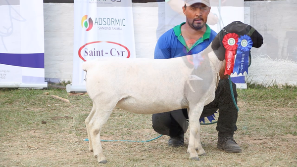 Lote Lote 6 - Ovinos