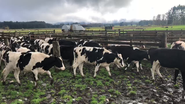 Lote 65 Ternera en Cunco, IX Región Araucanía
