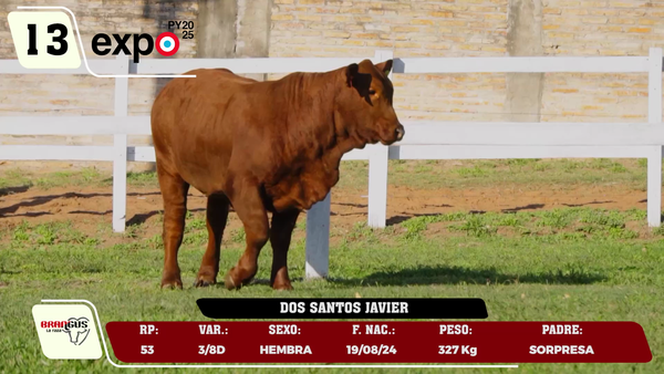 Lote LOTE 13