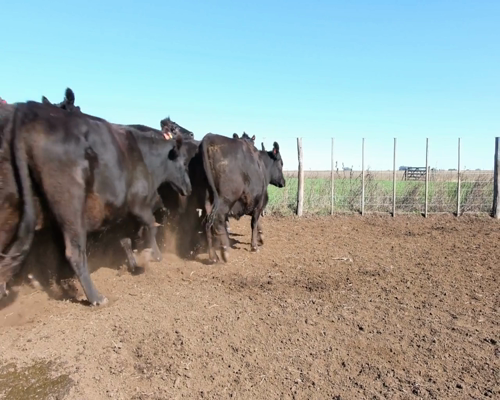 Lote Vacas CGP de 3ra paricion, Madres Angus Seleccionadas., en Olavarria, PBA.-