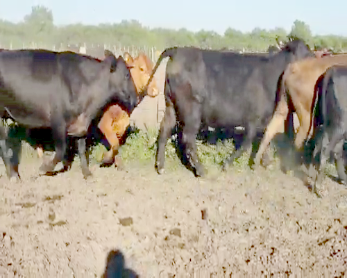 Lote 30 Vacas  en Entre Ríos, Villaguay
