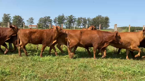 Lote 50 Vacas medio uso en Virasoro, Corrientes