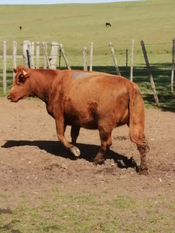 Lote 4 VACAS PREÑADAS SA