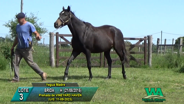 Lote BRIDA
