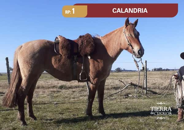 Lote RP 1 - CALANDRIA - LA PICADA