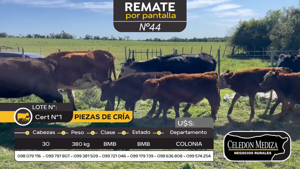 Lote 30 Piezas de cría en Carmelo, Colonia