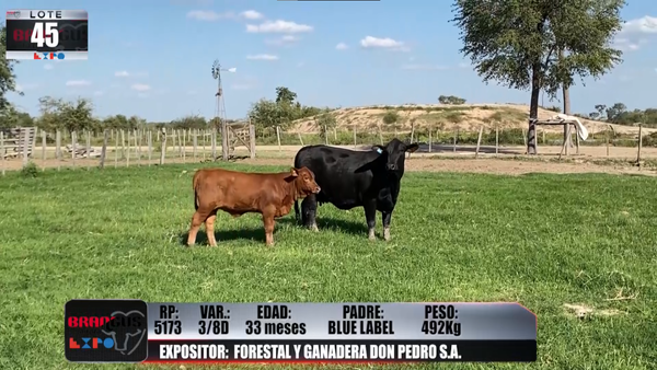 Lote Brangus a Campo Expo 2022 - Lote 45