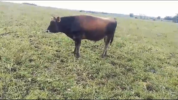 Lote Toros Yersey a remate en Aniversario 115 Años - Camy 350kg -  en Libertad