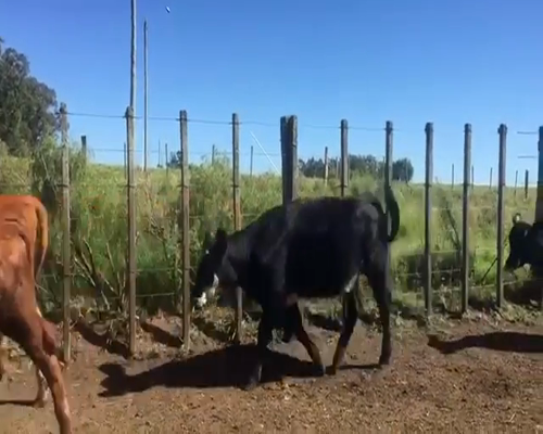 Lote 48 Vaquillonas en Minas, Lavalleja
