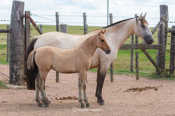 Lote JOYA DE LA COLINA