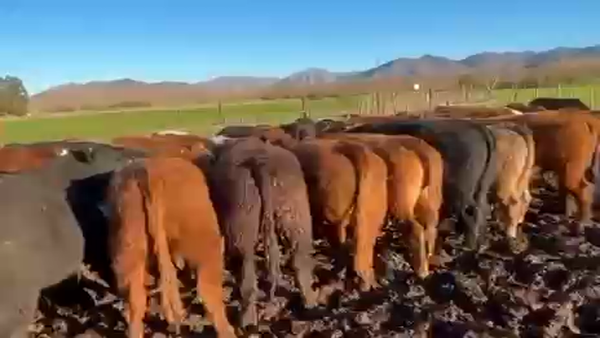 Lote 40 Novillo Engorda en Vallenar, III Región Atacama