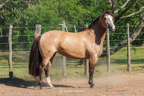 Lote JUGADA MAESTRA DE LA COLINA