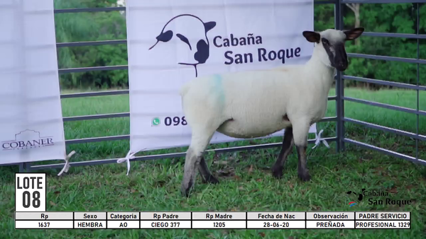Lote LOTE 8