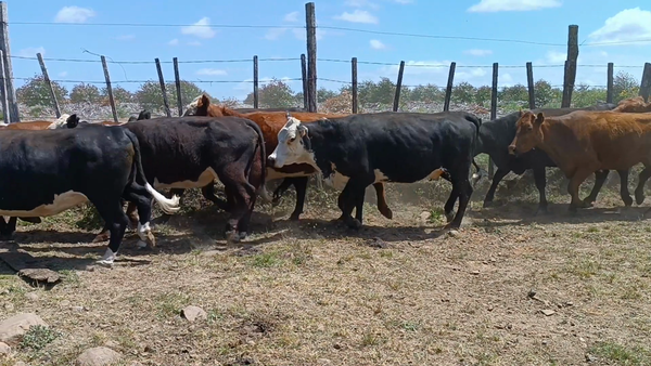 Lote 57 Vientres Preñados en Rincón de Clara, Tacuarembó